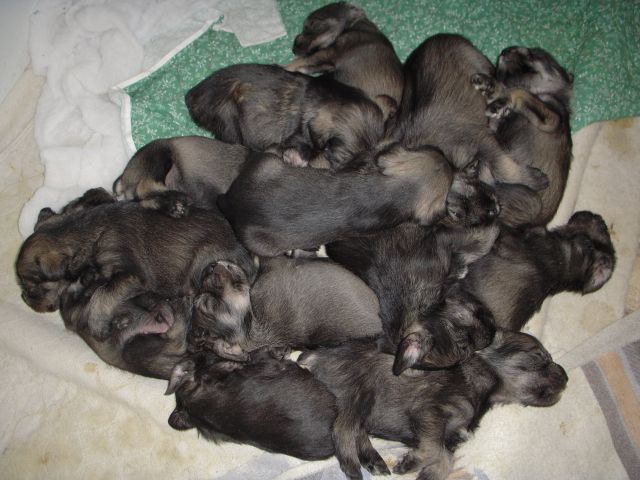 puppies